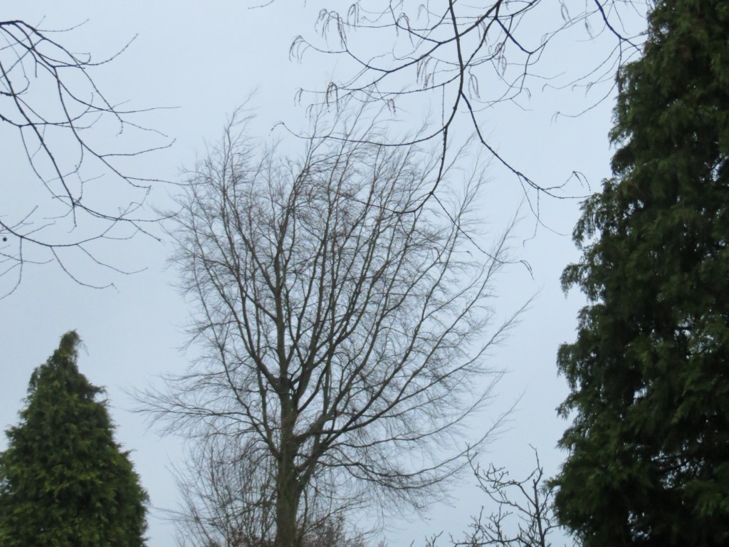 boom snoeien voor