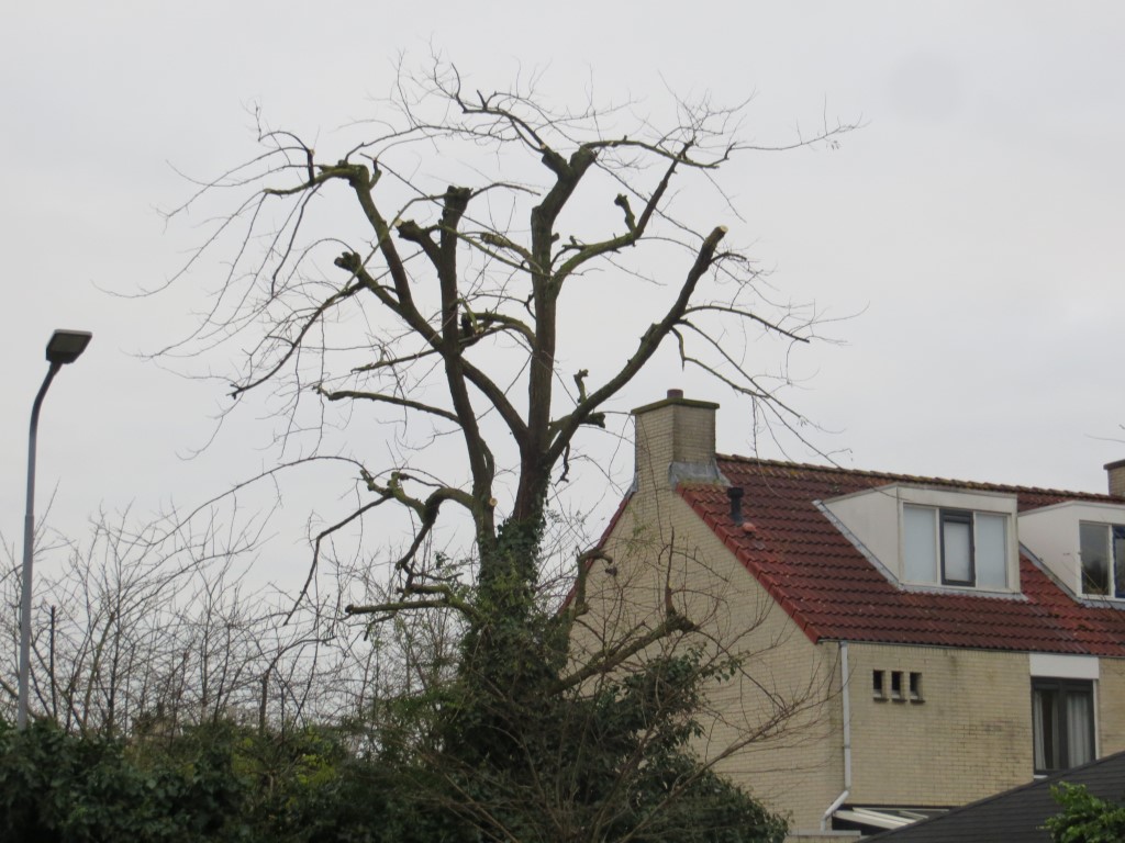 boom achtertuin gesnoeid